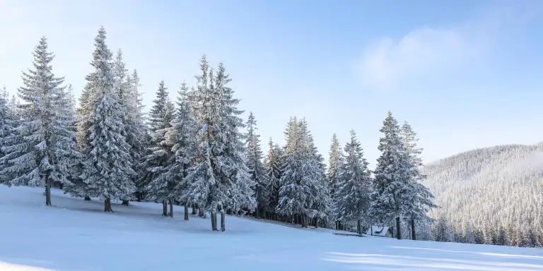 Schneebedeckte Tannen im Wald auf einem sonnigen Wintertag in den österreichischen Alpen